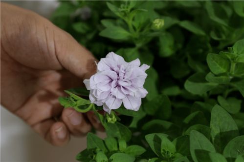 百花競(jìng)艷，智繪未來——北京國(guó)際花展亮點(diǎn)花卉產(chǎn)品全覽