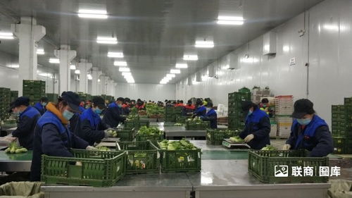 探訪物美包裝菜加工廠 日產200噸背后的現代化供應鏈